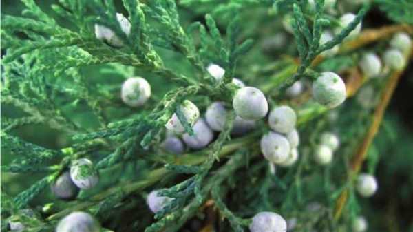 Juniperus