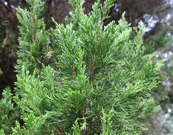 Juniperus