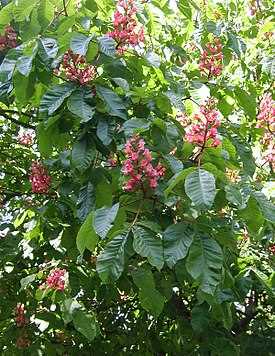 Aesculus