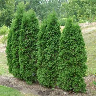 Thuja