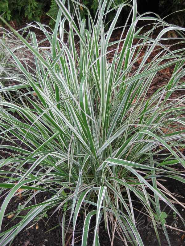 Calamagrostis: