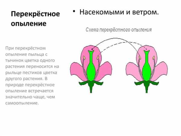 Какие