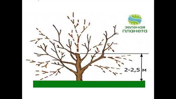 Как обрезать старую яблоню