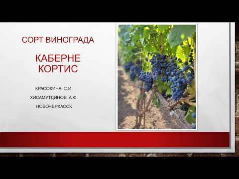 Виноград красохина: полезные советы по выращиванию и уходу за растением