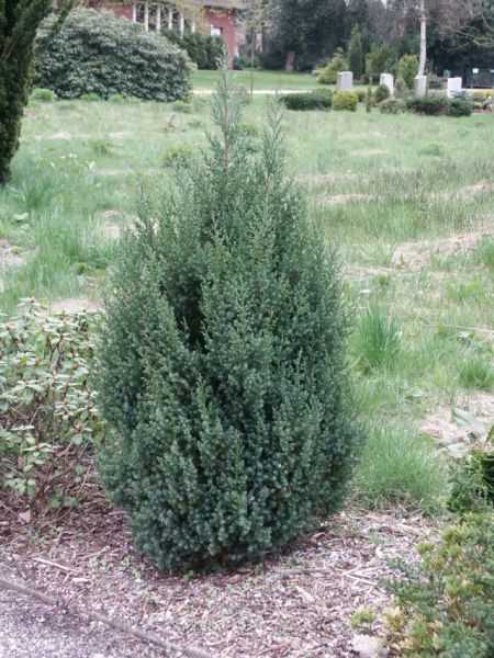 Главные особенности и ценность Juniperus chinensis — род растений и его видовое многообразие