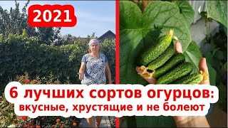 Огурцы сибирский букет