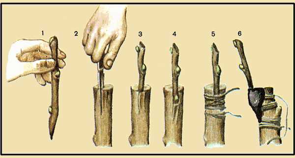 Прививка яблони за кору — техника, сроки и особенности проведения процедуры для успешного урожая