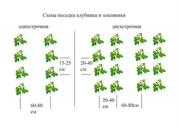 Оптимальная схема посадки клубники — секреты успешного выращивания и увеличения урожайности