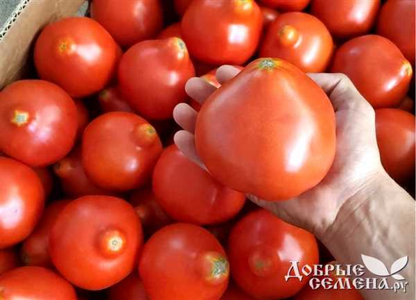 Томат махитос — совершенный вкус, отличный выбор для салатов и консервации