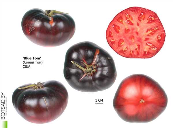Необычный и фантастический томат с голубыми оттенками — открывается новое направление в селекции растений